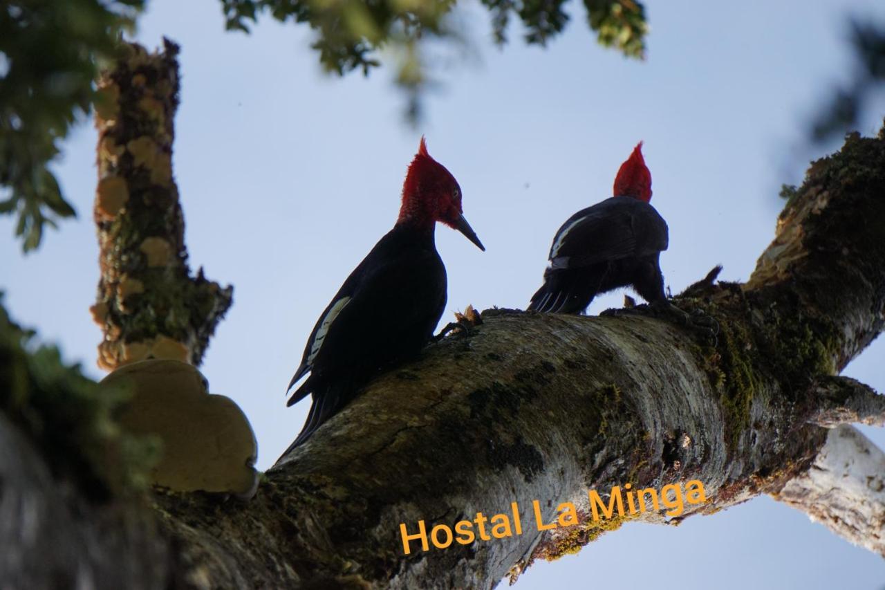 Hostal La Minga ไชเต็น ภายนอก รูปภาพ